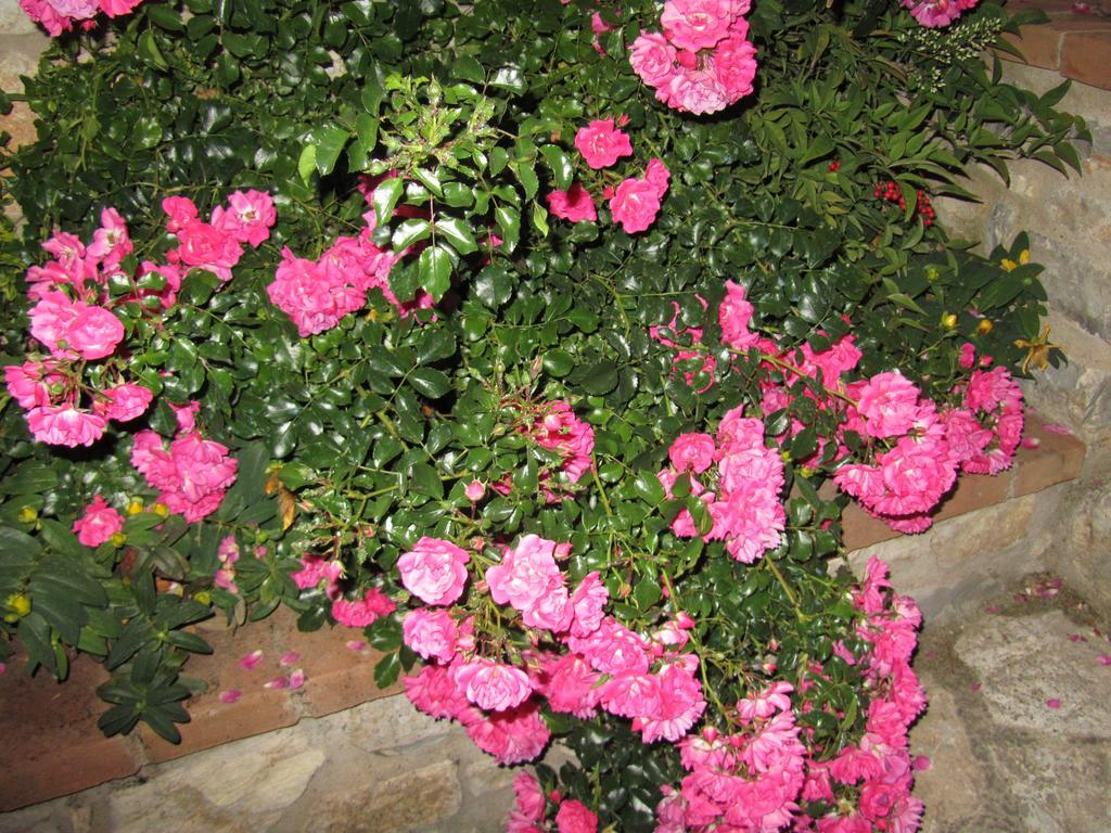Agriturismo Borghetto Il Montino Rapolano Terme Bagian luar foto